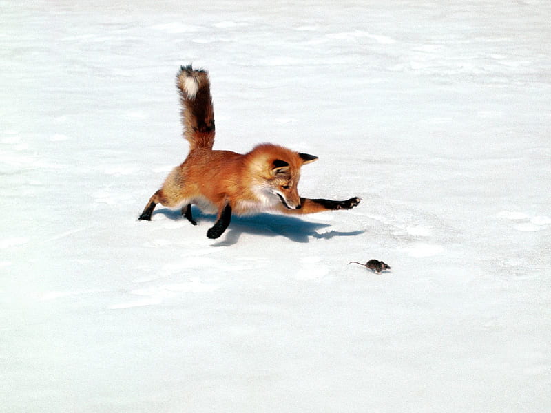 A Red Fox Chasing a Mouse, chasing, fox, mouse, red fox, HD wallpaper