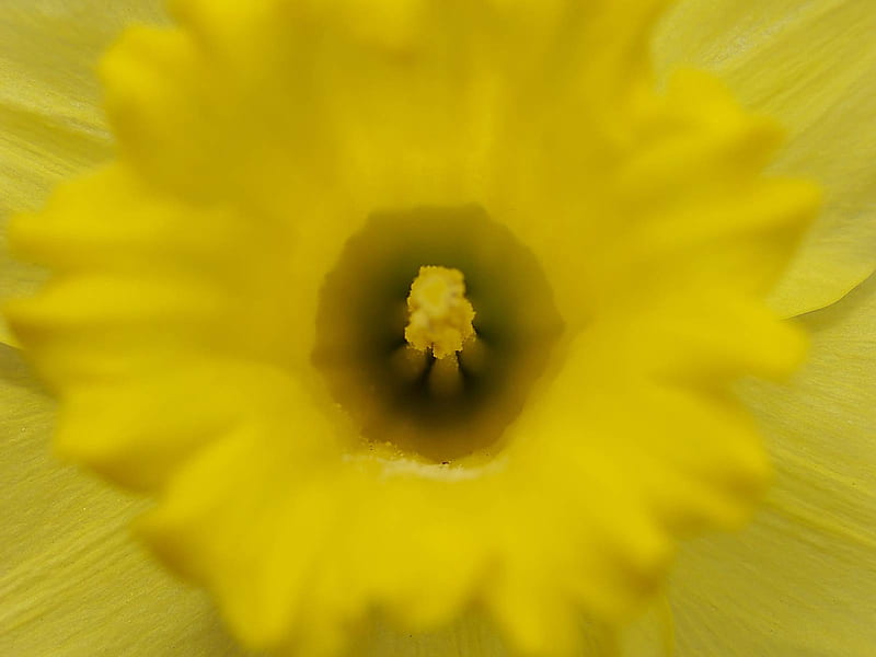 Daffodil Close up.jpg, daffodil, spring, smells, bloom, HD wallpaper