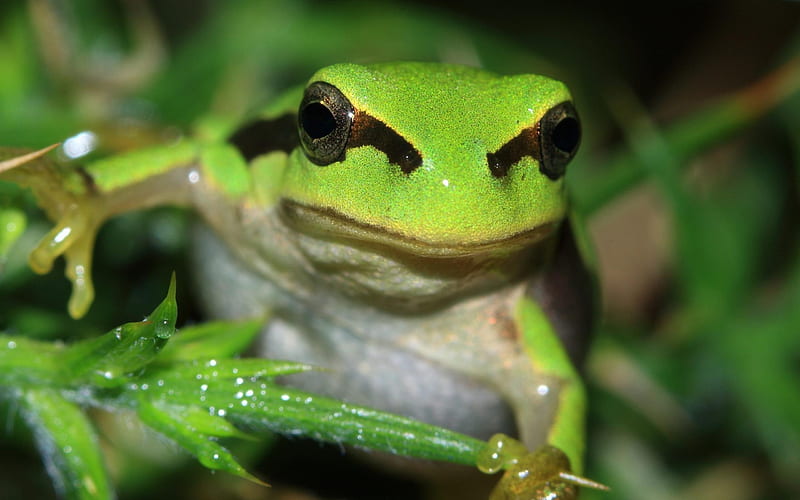 Amphibian Frog Green-animal, HD wallpaper