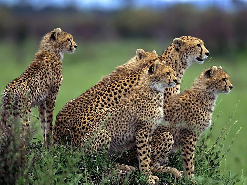 Anticipation Cheetahs, family, nature, cheetahs, HD wallpaper