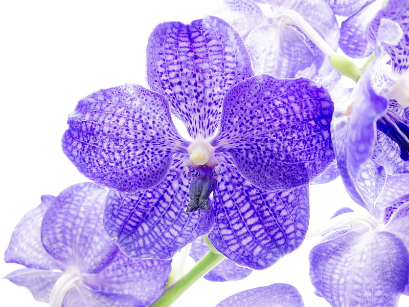 Exotic Purple Orchid Flowers Exotic Purple Orchid Hd Wallpaper