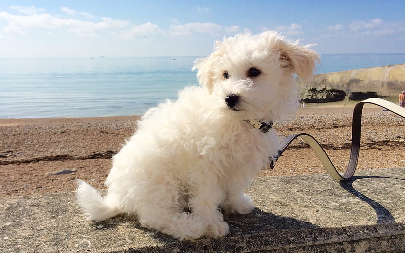 Bichon Frise, Small fluffy dog, cute animals, white dogs, decorative dogs, HD wallpaper