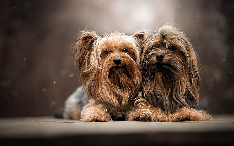 Yorkshire Terrier, two dogs, curly dogs, cute little animals, dogs, HD wallpaper