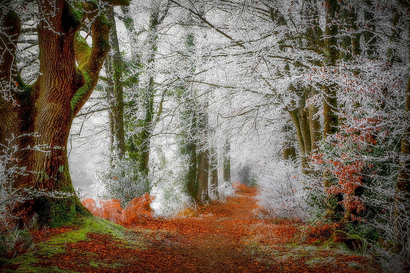 Frosted Autumn Forest, Fall, forest, frosted, trees, leaves, walkway, path, Autumn, frost, HD wallpaper