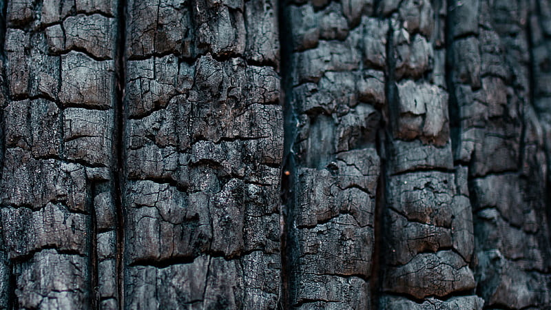 Closeup View Of Wood Coal Texture Black, HD wallpaper