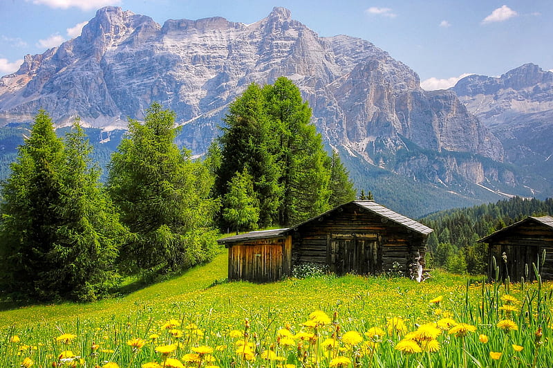 Dolomites, Italy, rocks, house, hut, grass, view, dandelions, Italy, spring, trees, mountain, woodeb, cliffs, wildflowers, dolomites, meadow, HD wallpaper
