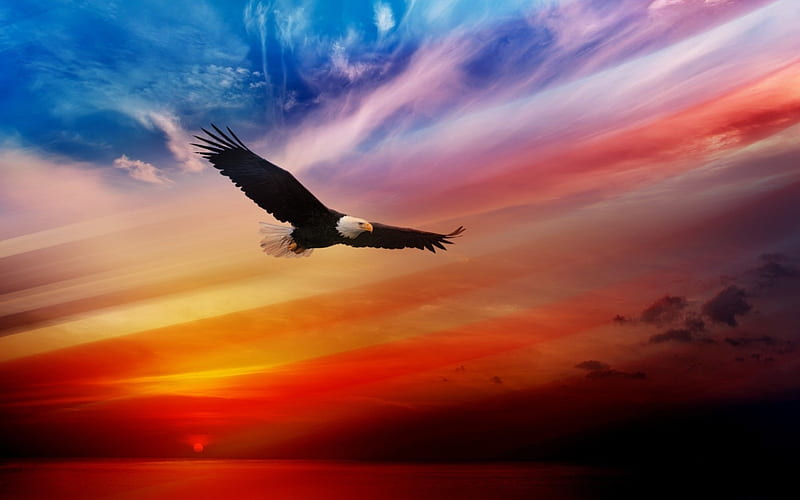 Eagle in the SKy, flying, colored, high, eagle, rainbow, bald, sky, HD wallpaper