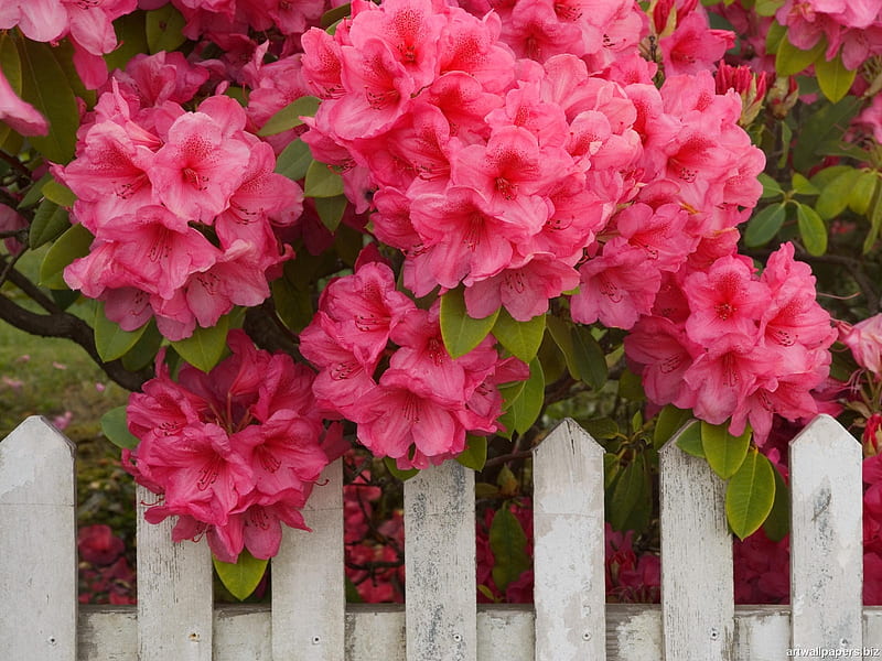 Azaleas on the Fence, leaves, bunch, picket, flowers, spring, cerise, blooms, pink, HD wallpaper