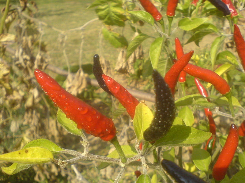 Chili Peppers, red, chili, black, peppers, HD wallpaper