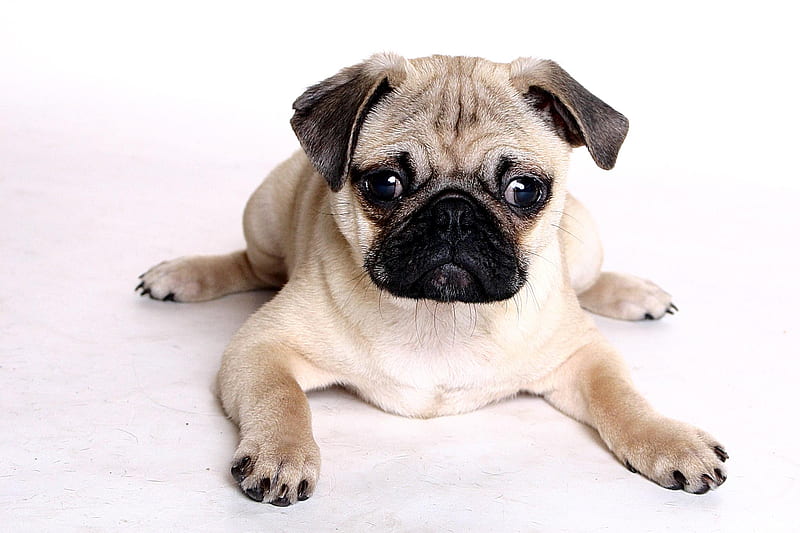 Chinese Pug, cachorro, animals, dog, HD wallpaper