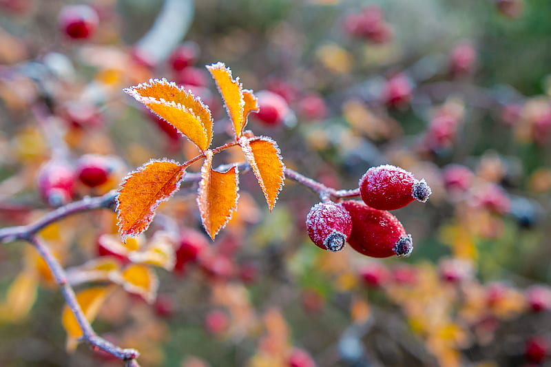 wild rose, berries, branch, frost, macro, HD wallpaper