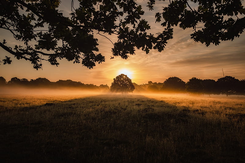 sunset, fog, tree, lawn, landscape, HD wallpaper