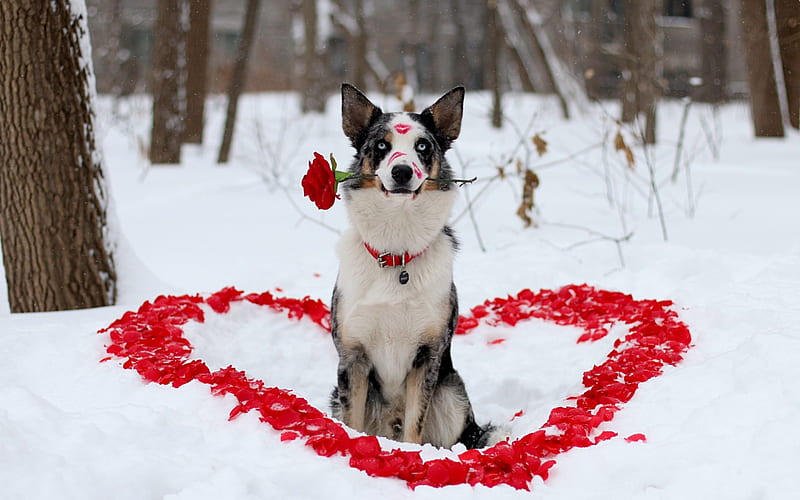 With love, red, rose, valentine, kiss, winter, cute, love, anima, petals, white, dog, HD wallpaper