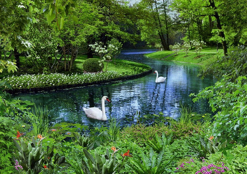 Swans in park, stream, shore, grass, bonito, nice, green, flowers, river, couple, quiet, calmness, lovely, greenery, park, creek, trees, duet, swans, lake, serenity, summer, garden, nature, HD wallpaper