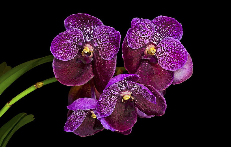 background, purple, orchids for , section цветы -, Black and Purple Orchid, HD wallpaper