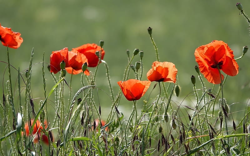 Poppies, red, flowers, wild, HD wallpaper