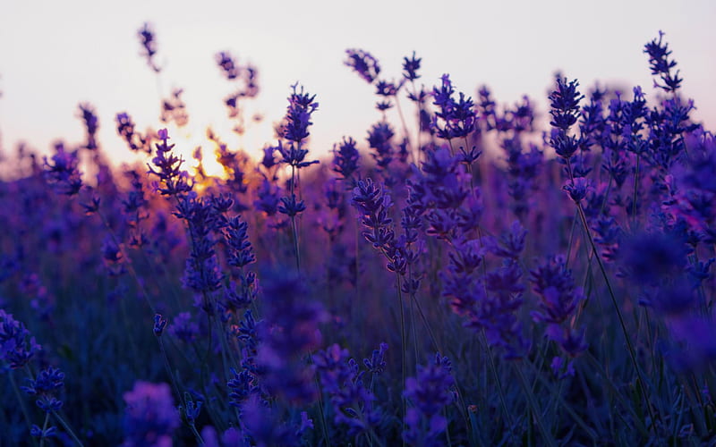 lavender field and sunset-summer landscape, HD wallpaper