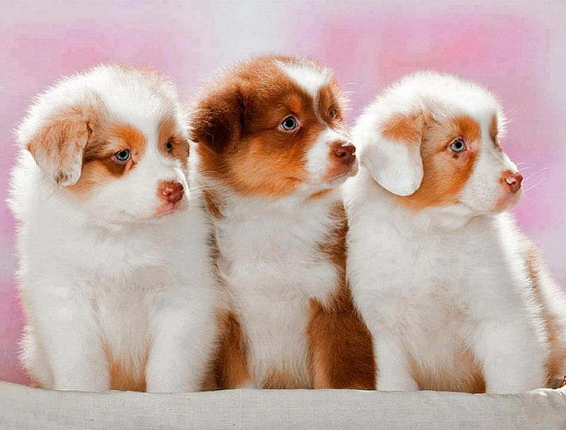 HD three white puppies wallpapers | Peakpx
