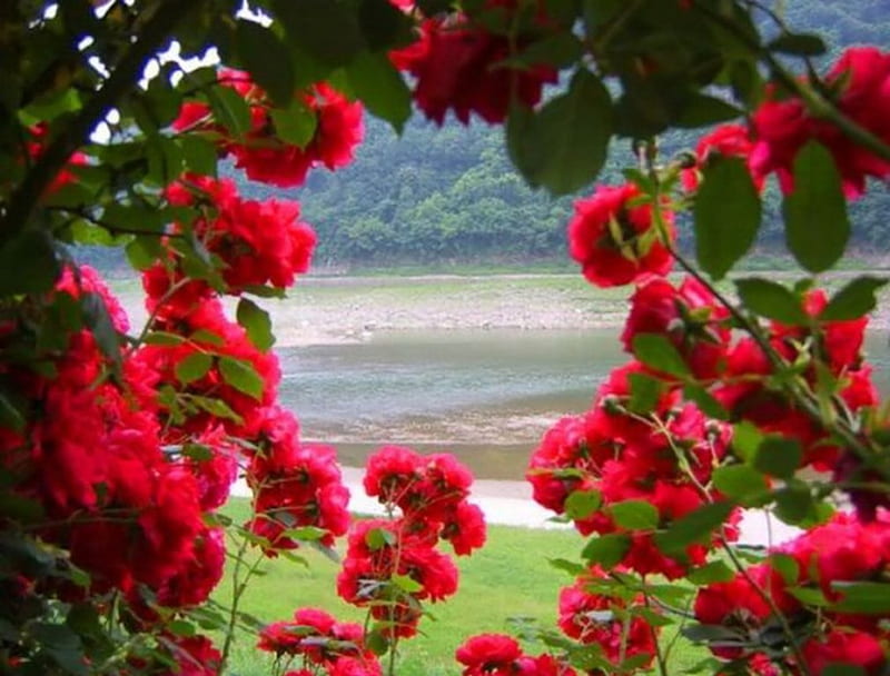 ~ ღ Trough the Roses to the Sea ღ ~, rose arch, garden, nature, roses, sea, HD wallpaper