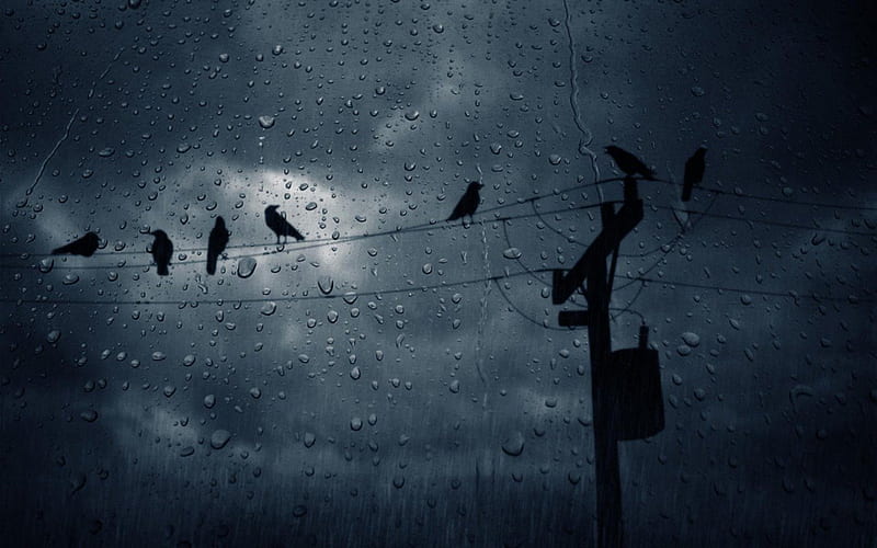RAINY EVENING, cloudy skies, moonrise, droplets, raindrops, birds, rain, silouettes, weather, HD wallpaper