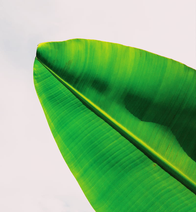 green banana leaf, HD phone wallpaper