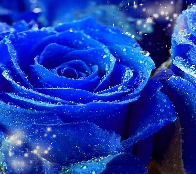 Blue Rose, flower, magic, magical, sparkle, sparkling, HD wallpaper