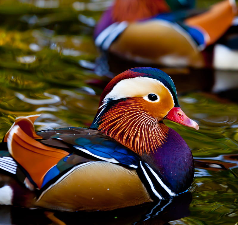 Colorful Duck, colorful, brown, ducks, graphy, beije, animals, blue, lakes, view, birds, maroon, water, rd, nature, white, HD wallpaper
