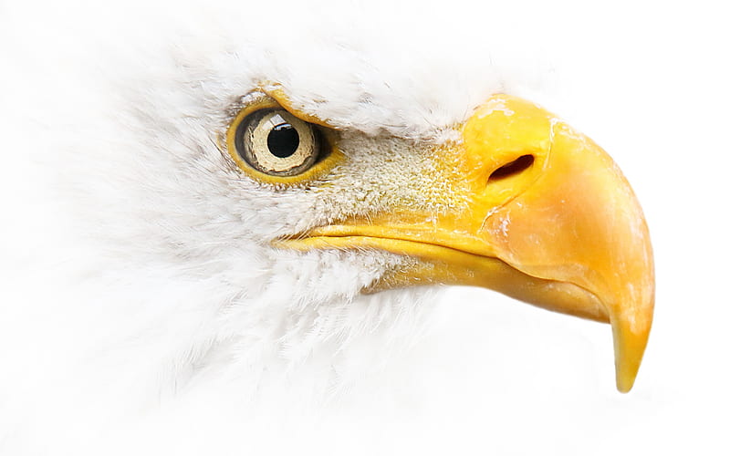 Bald eagle, white background, bird of prey, symbol of USA, North America, dangerous birds, HD wallpaper