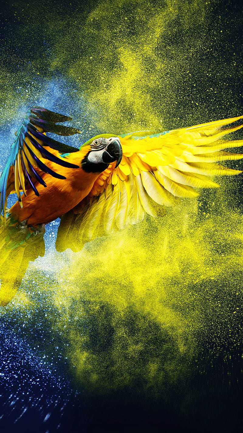 Parrot, bird, colors, fly, macaw, HD phone wallpaper