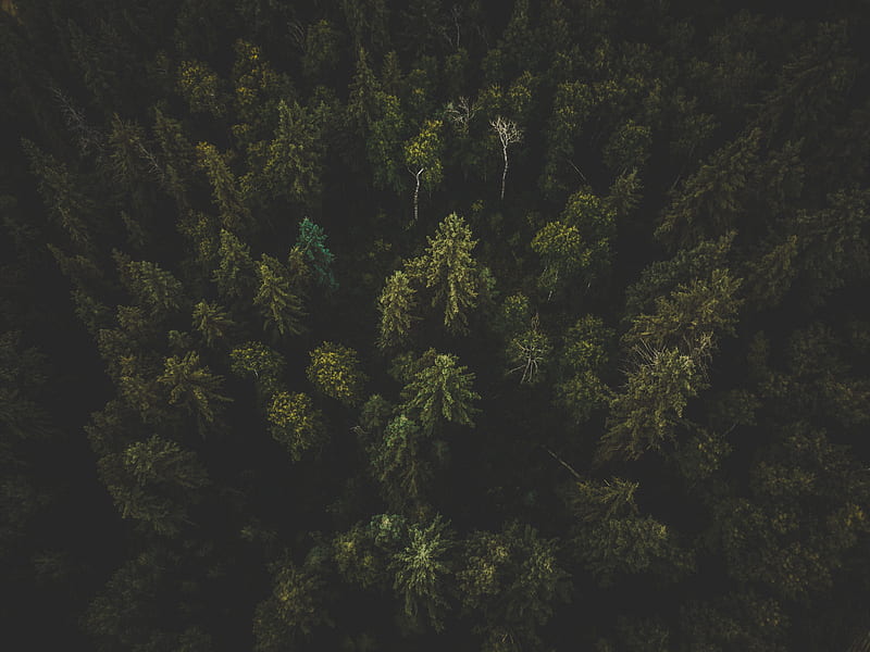 forest, aerial view, trees, tops, dark, HD wallpaper