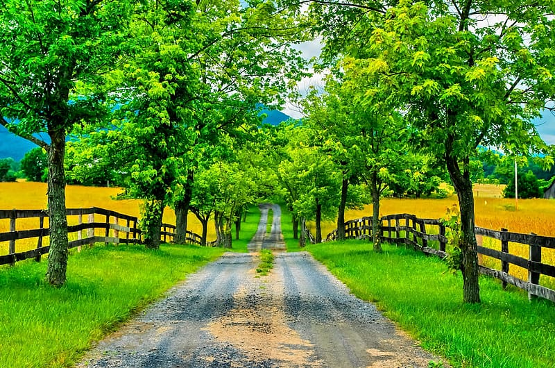 Road, Tree, Path, Fence, Spring, , Tree Lined, HD wallpaper
