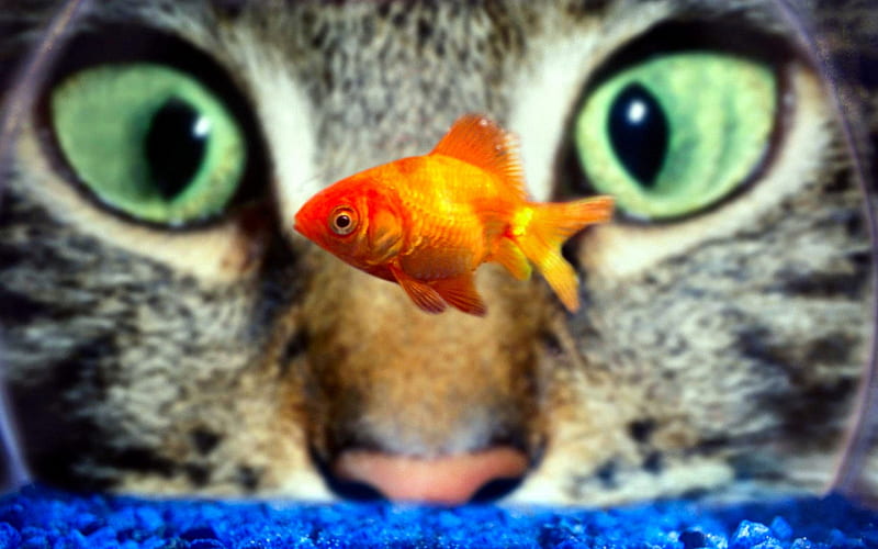Cat eyes on goldfish, cute, fish, funny, cat, eyes, animals, HD wallpaper