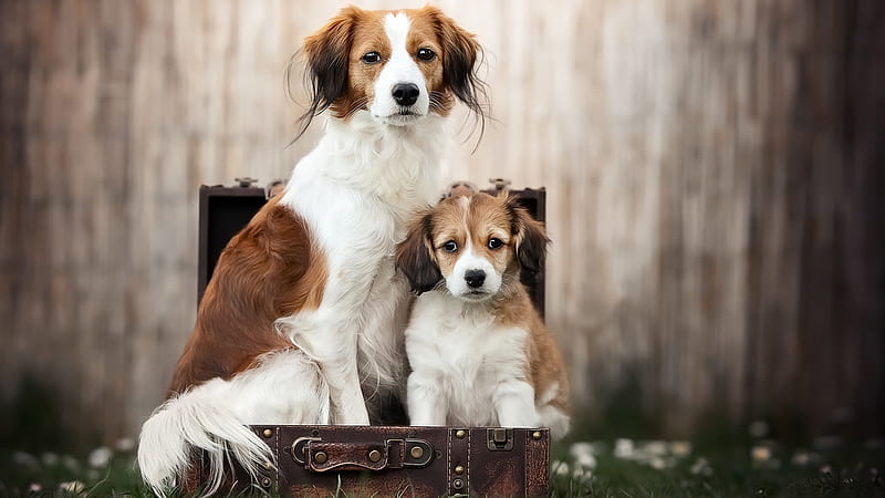 Baby Animal Dog Puppy Inside Suitcase Dog, HD wallpaper