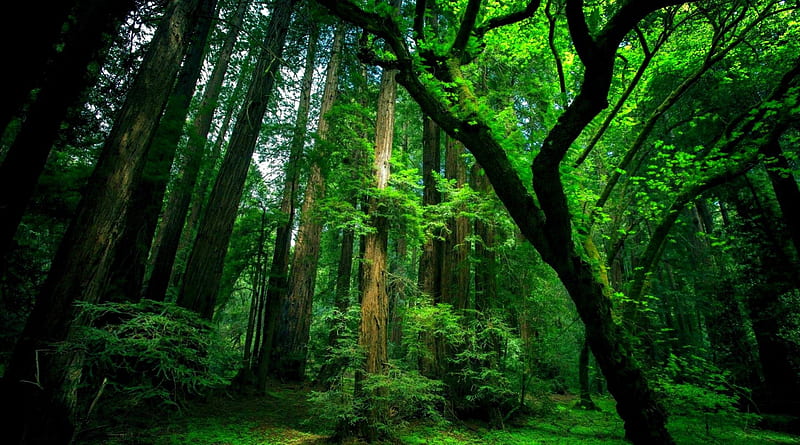 GREEN FOREST, forest, sequoia, big, green, trees, HD wallpaper