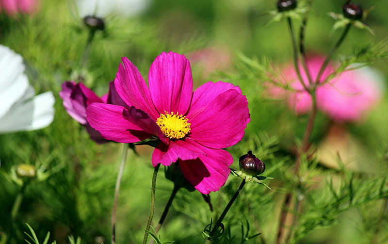 Hermosas flores, bonita, vistoso, césped, hermosa, esplendor, campo de  flores, Fondo de pantalla HD | Peakpx