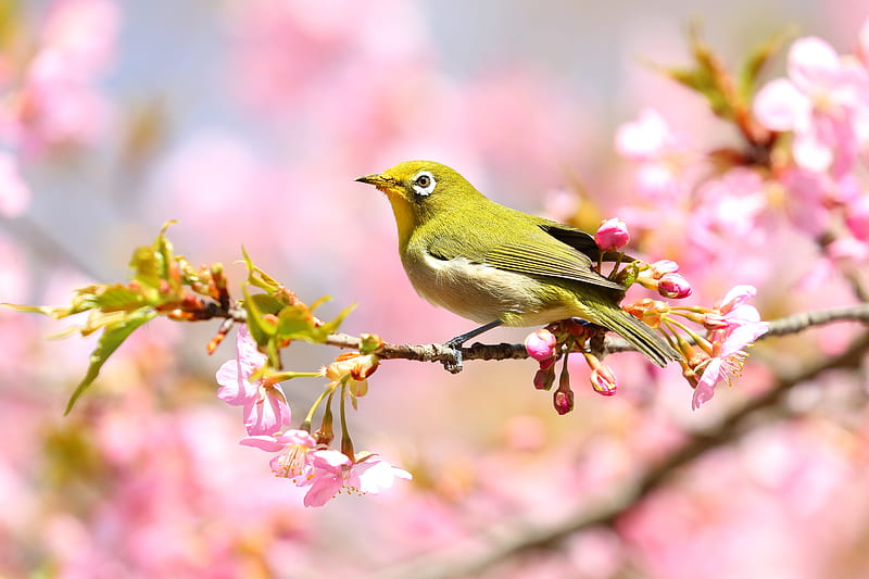 Birds, Japanese white-eye, HD wallpaper