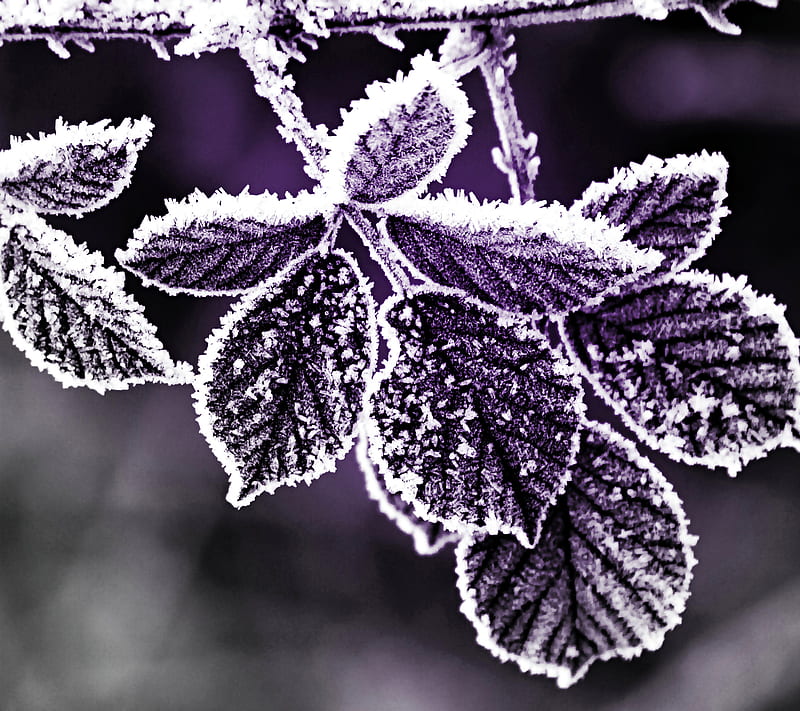 Morning Rime , awesome, leaf, graphy, winter, HD wallpaper