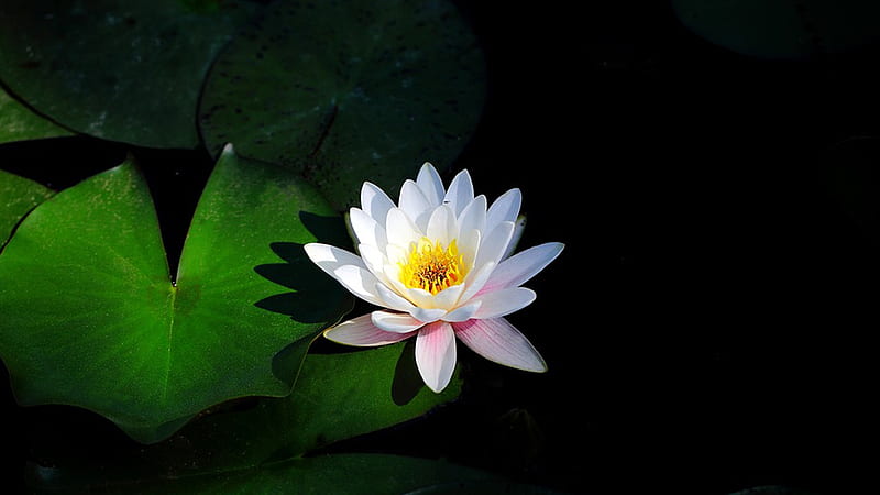 Water Lily, pond, lily pad, dramataic, flowers, lily, Firefox Persona theme, floral, HD wallpaper