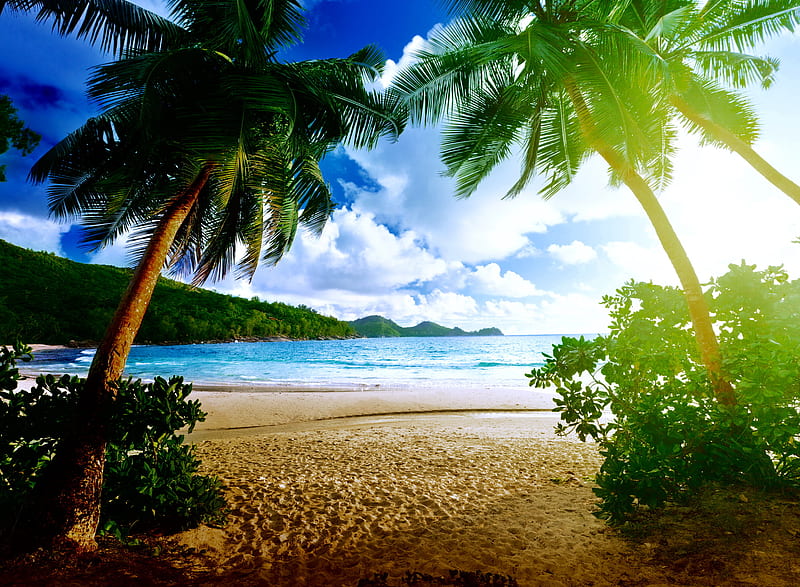 Tropical Paradise, beach palms, bonito, HD wallpaper | Peakpx