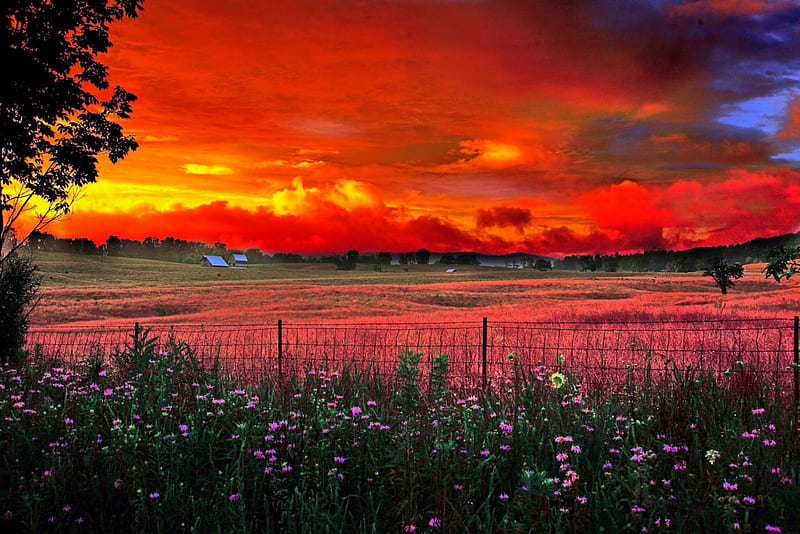 Burning Sky And Flowers, hills, red, grass, yellow, bonito, sunset, trees, sky, clouds, flowers, field, HD wallpaper