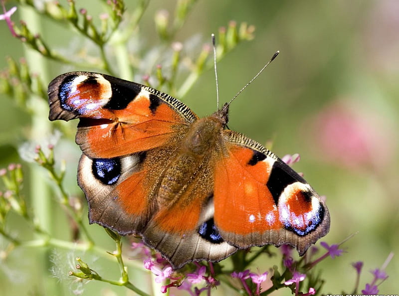 Peacock Butterfly, peacock, butterfly, animals, insects, HD wallpaper