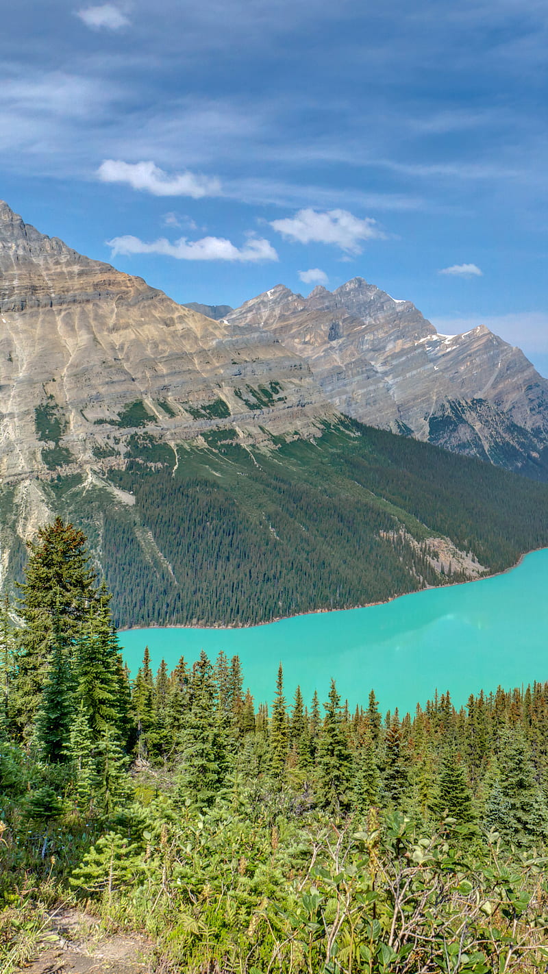 Peyto Lake , forest, landscape, mountain, nature, canada, HD phone wallpaper