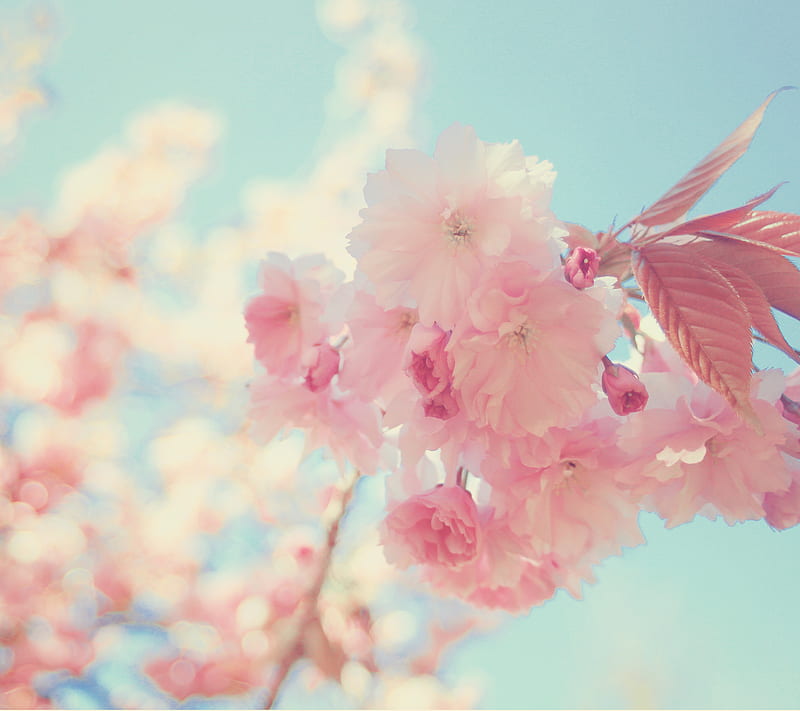 Cherry Blossoms, blossom, flower, pretty, summer, HD wallpaper