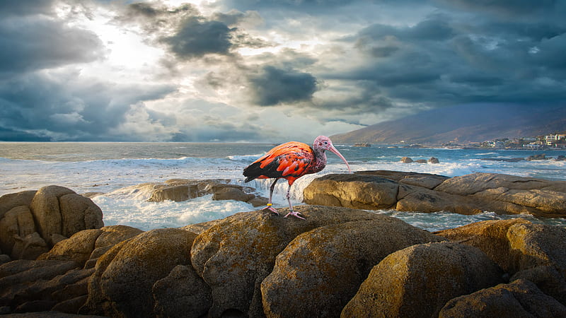Ibis Bird Is Standing On Rock Near Sea Under Cloudy Sky Animals, HD wallpaper