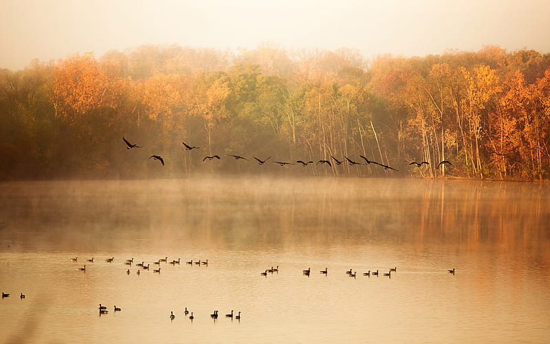 *** Migrating birds in autumn ***, forest, autumn, birds, trees, migrating, HD wallpaper