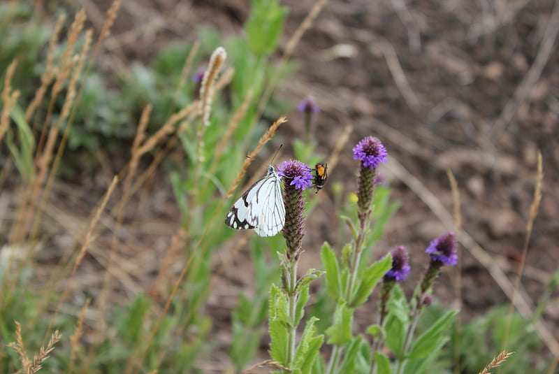 Mariposa blanca y abeja, abeja, de cerca, hierba, flor, mariposa blanca, Fondo de pantalla HD | Peakpx Mariposa blanca y abeja, abeja, de cerca, hierba, flor, mariposa blanca, Fondo de pantalla HD | Peakpx