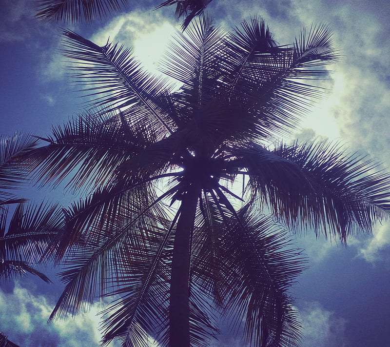 Coconut Tree, bluesky, clouds, shadow, sky, srilanka, trees, HD wallpaper
