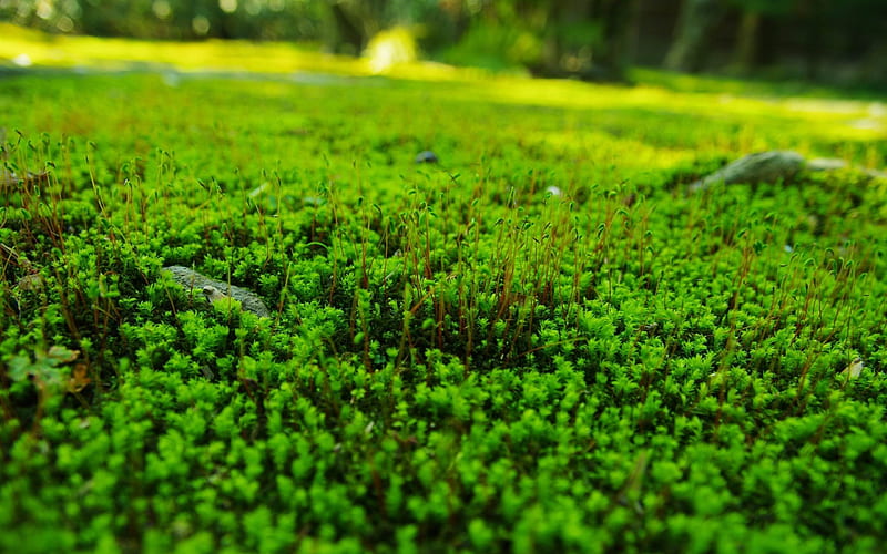 grass lawn green-HIGH Quality, HD wallpaper