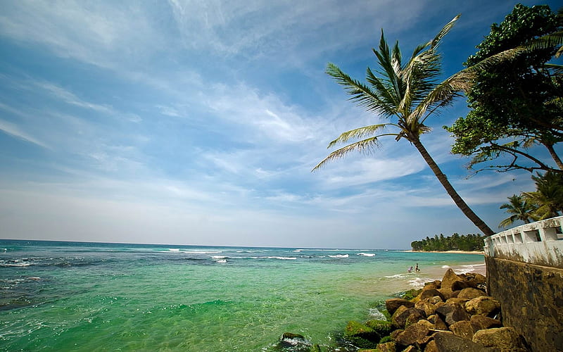 palm tree coast stones-Natural scenery, HD wallpaper
