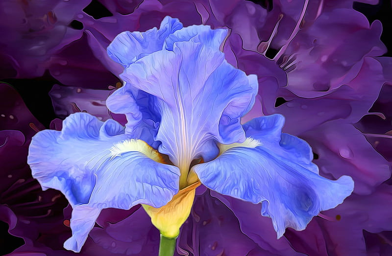 Iris, art, purple, painting, flower, pictura, pink, blue, HD wallpaper